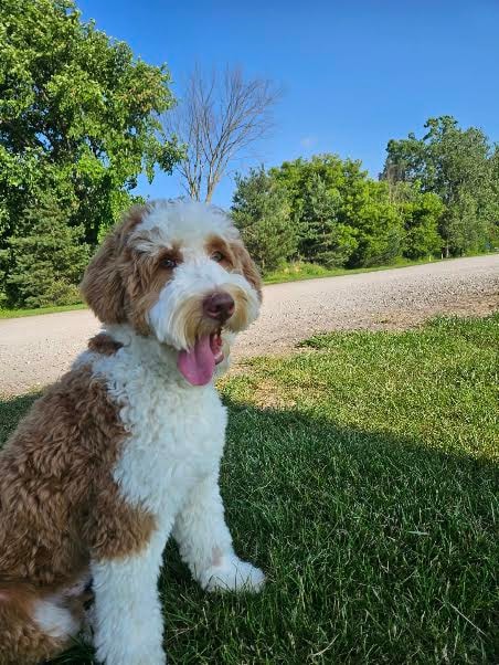 Bernedoodle puppy