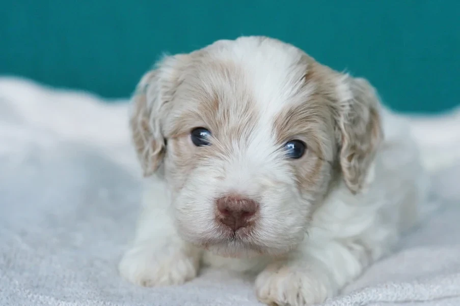 Bernedoodle puppy