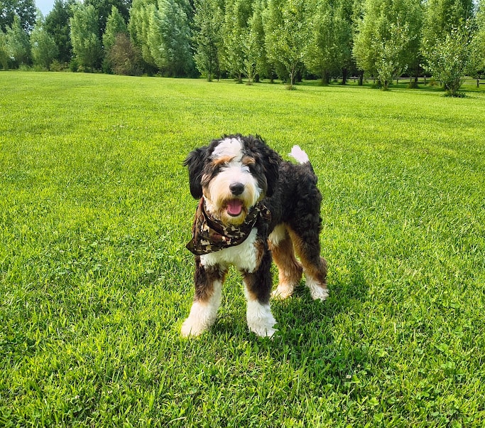 Bernedoodle puppy