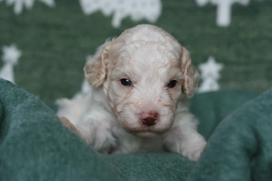 Bernedoodle puppy