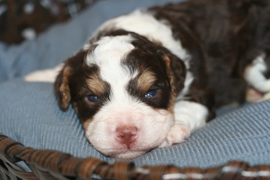 Bernedoodle puppy