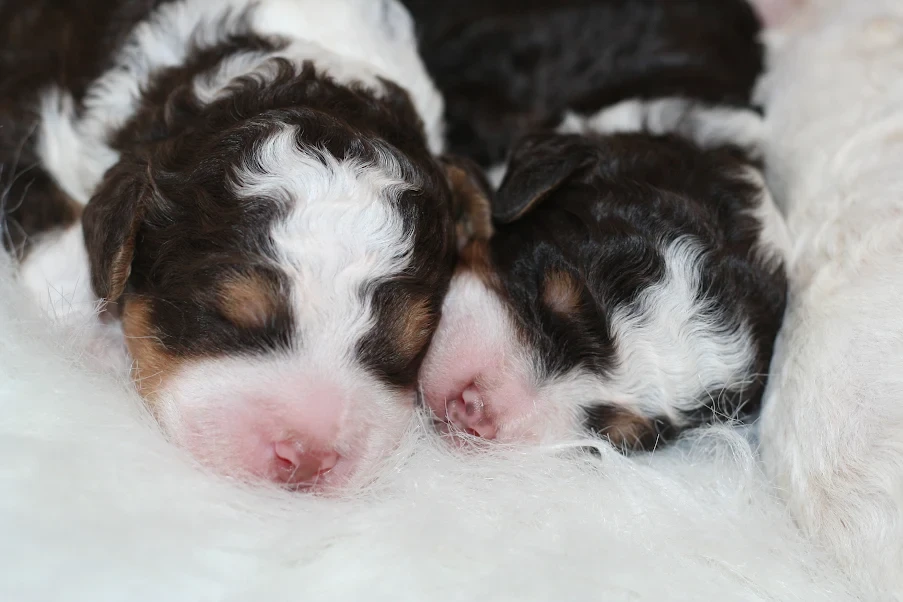 Bernedoodle puppy