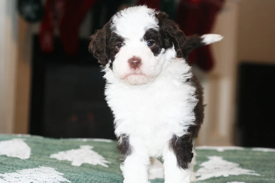 Bernedoodle puppy