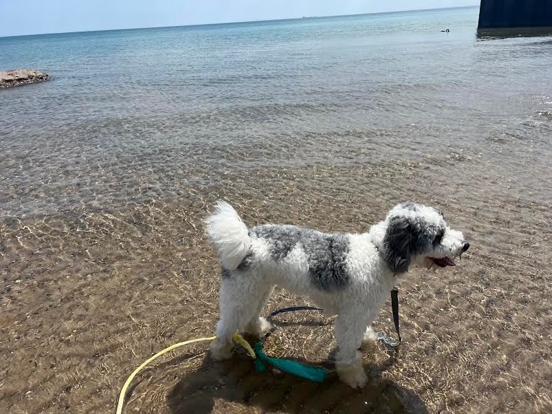 Bernedoodle puppy