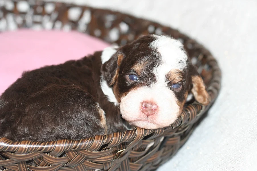 Bernedoodle puppy