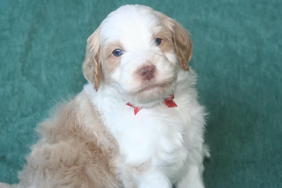 Bernedoodle puppy