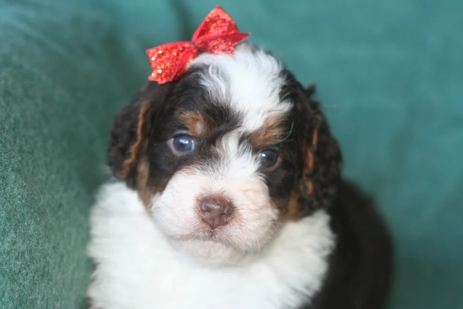 Bernedoodle puppy