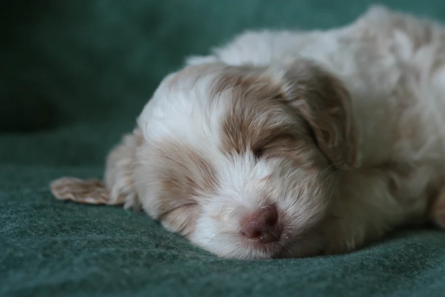 Bernedoodle puppy