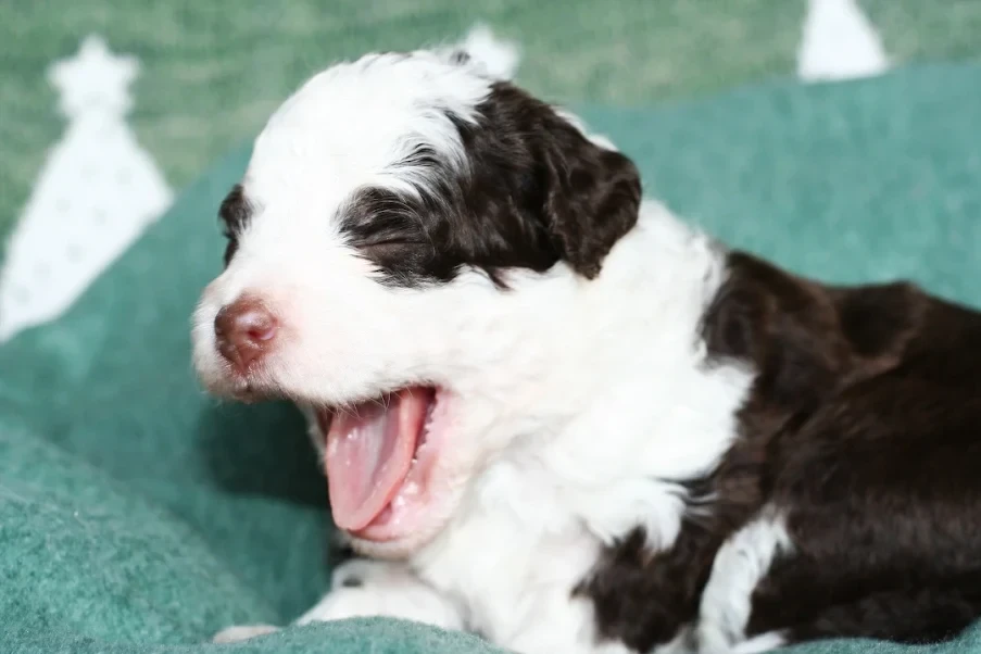 Bernedoodle puppy