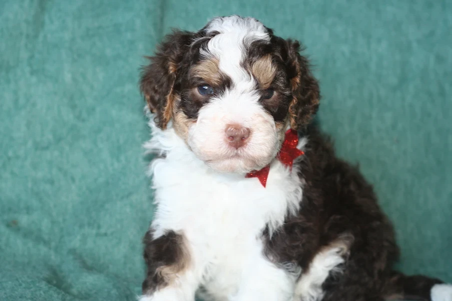 Bernedoodle puppy