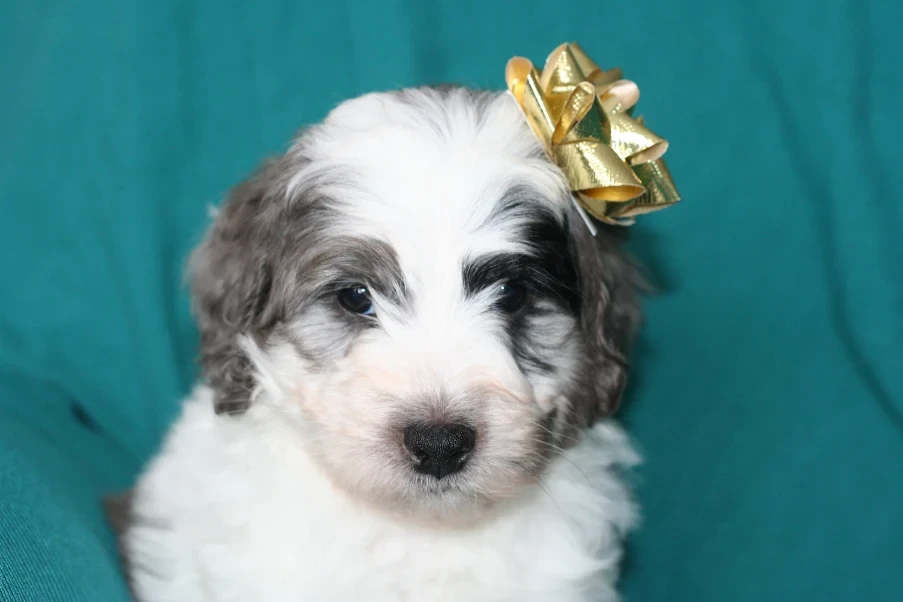 Bernedoodle puppy