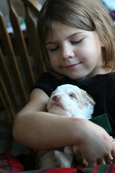 Bernedoodle puppy