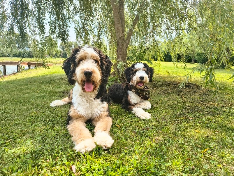Bernedoodle puppy