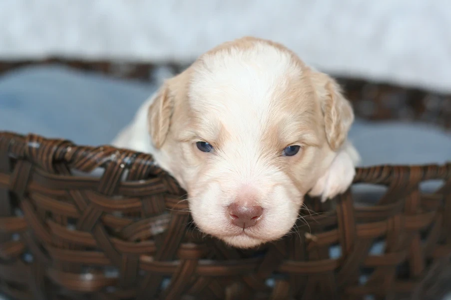 Bernedoodle puppy