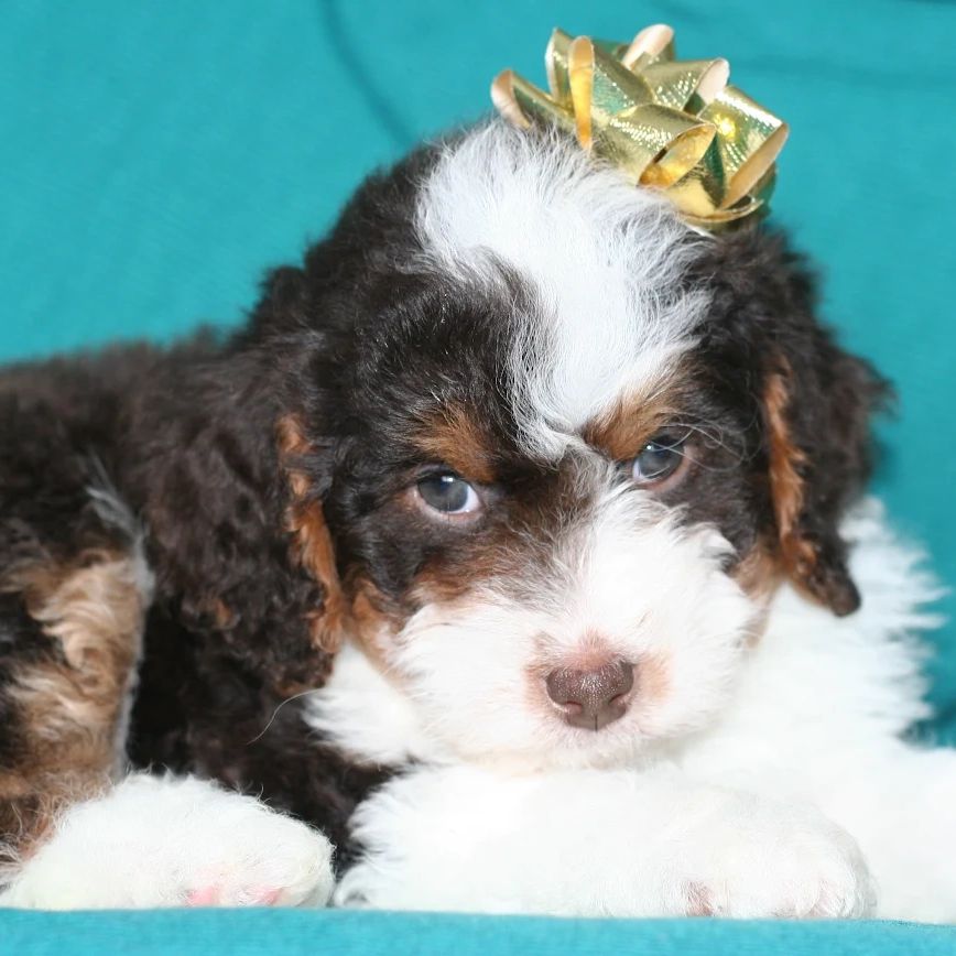 Adorable Bernedoodle puppy