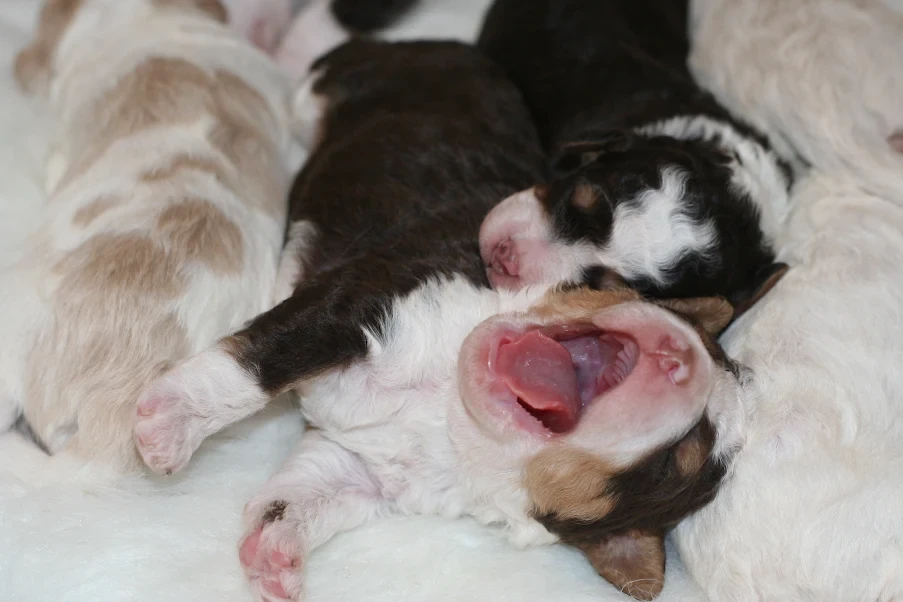Sparling's Doodles Bernedoodle puppies