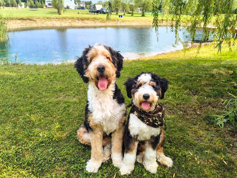 Lady, our F1 Bernedoodle