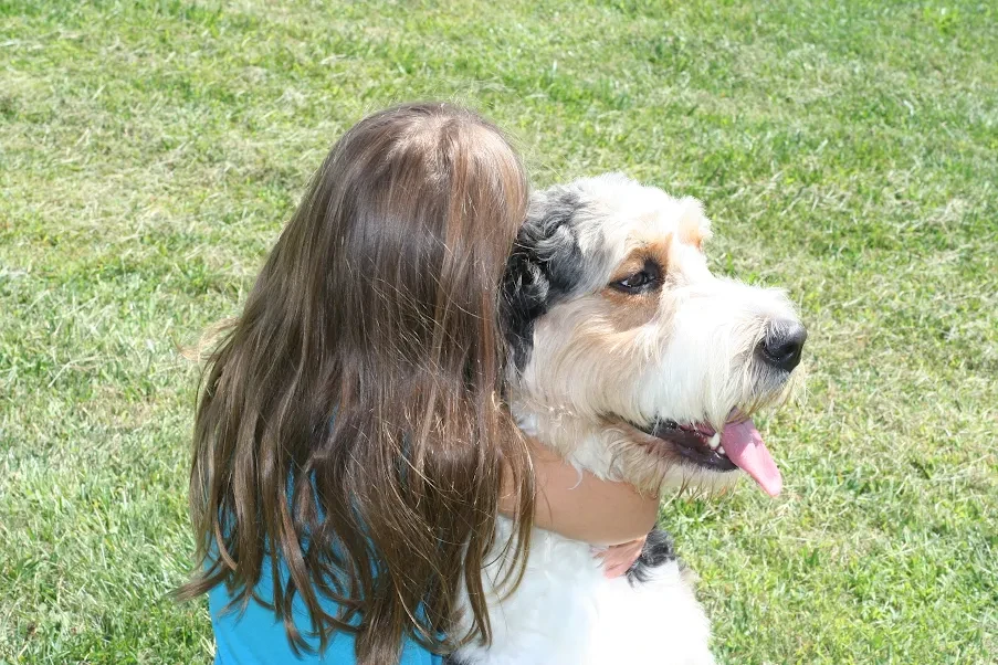 Fluffy Bernedoodle dog