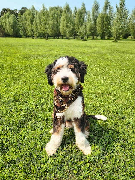 Duke — Stud(Dad)