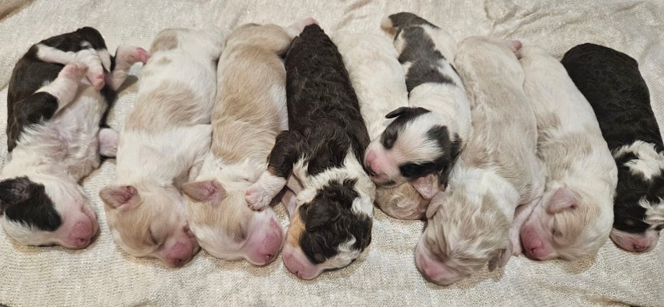 A litter of Bernedoodle puppies
