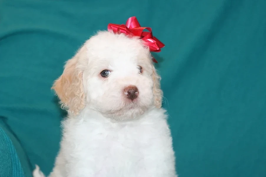Tiny Tim