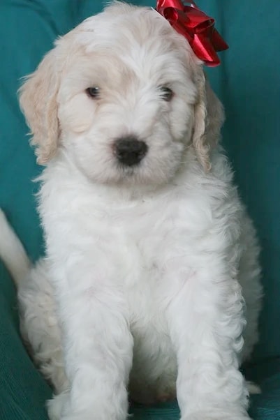 Snickerdoodle