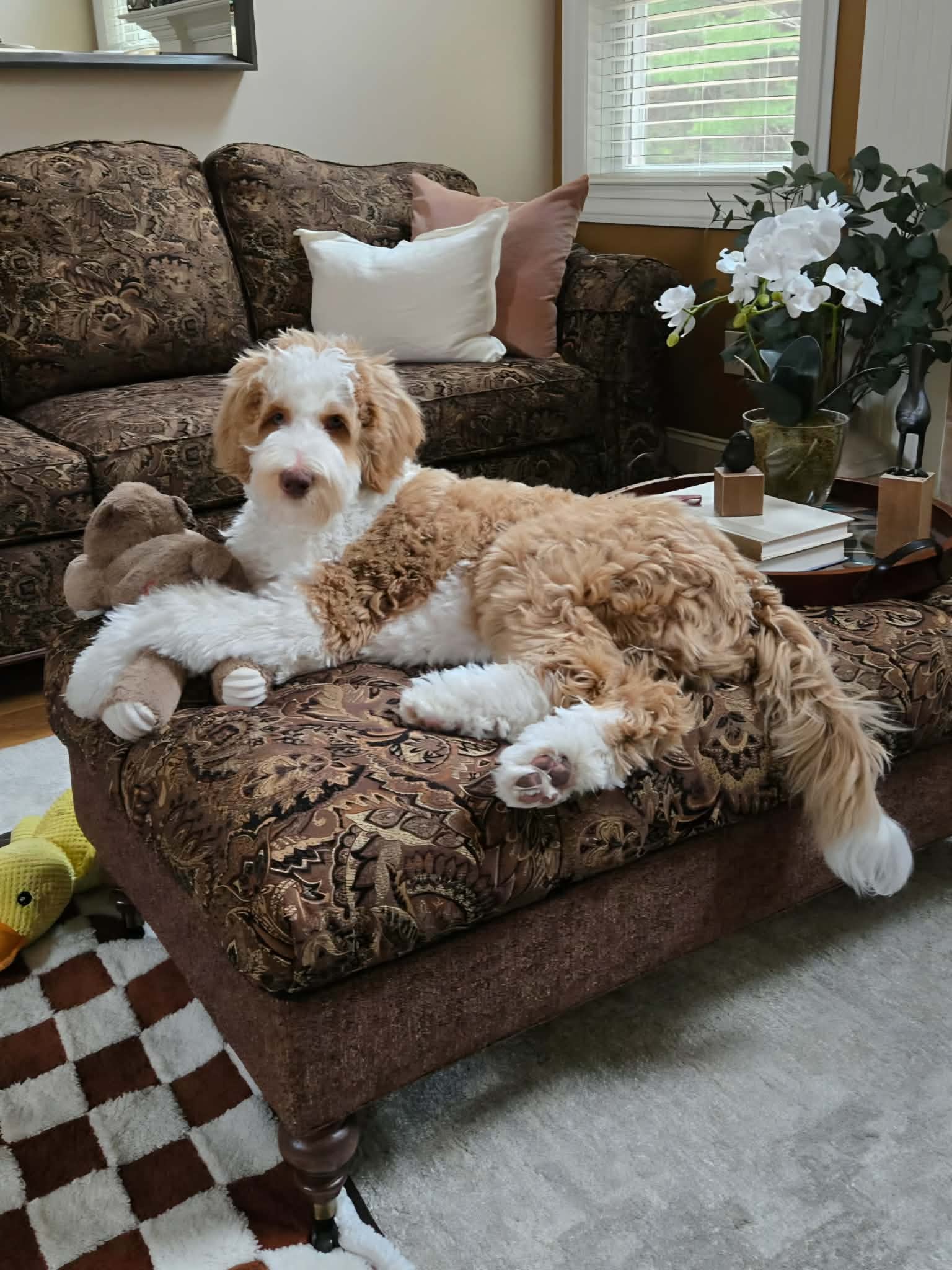 Puppy 2
