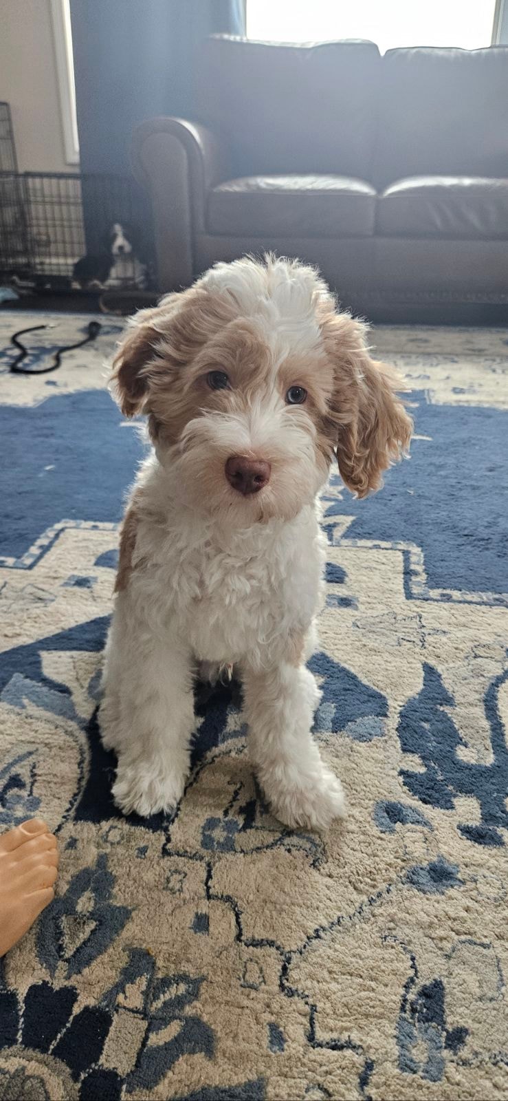 Puppy 3