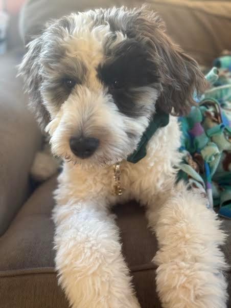 Puppy 4