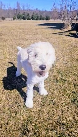 Puppy 5