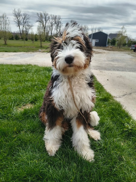Bernedoodle size guide — standard and medium dogs